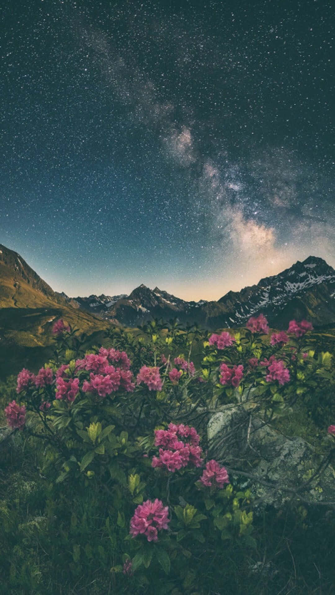 在銀河拱起的星空夜空下，山谷中的粉紅色花朵。