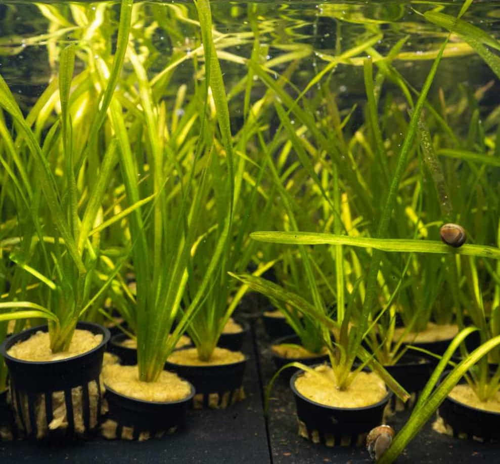 「將自然帶回家中」 壁紙 — 一排排充滿活力的綠色水生植物種在黑色花盆中，在水下茁壯成長，陽光透過水面照射下來。