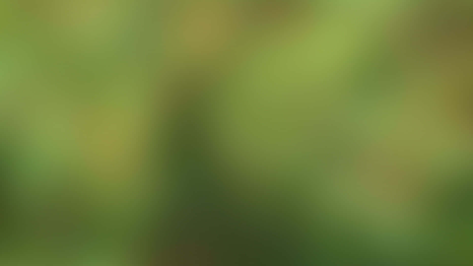 帶有柔和漸變的模糊綠色和黃色自然背景。