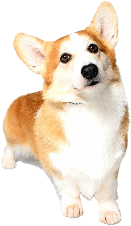 專注柯基犬肖像 壁紙 — 一隻毛茸茸的哥基犬，毛色為棕褐色和白色，在黑色背景下警覺地站立，大耳朵豎起，眼睛好奇地向上凝視。
