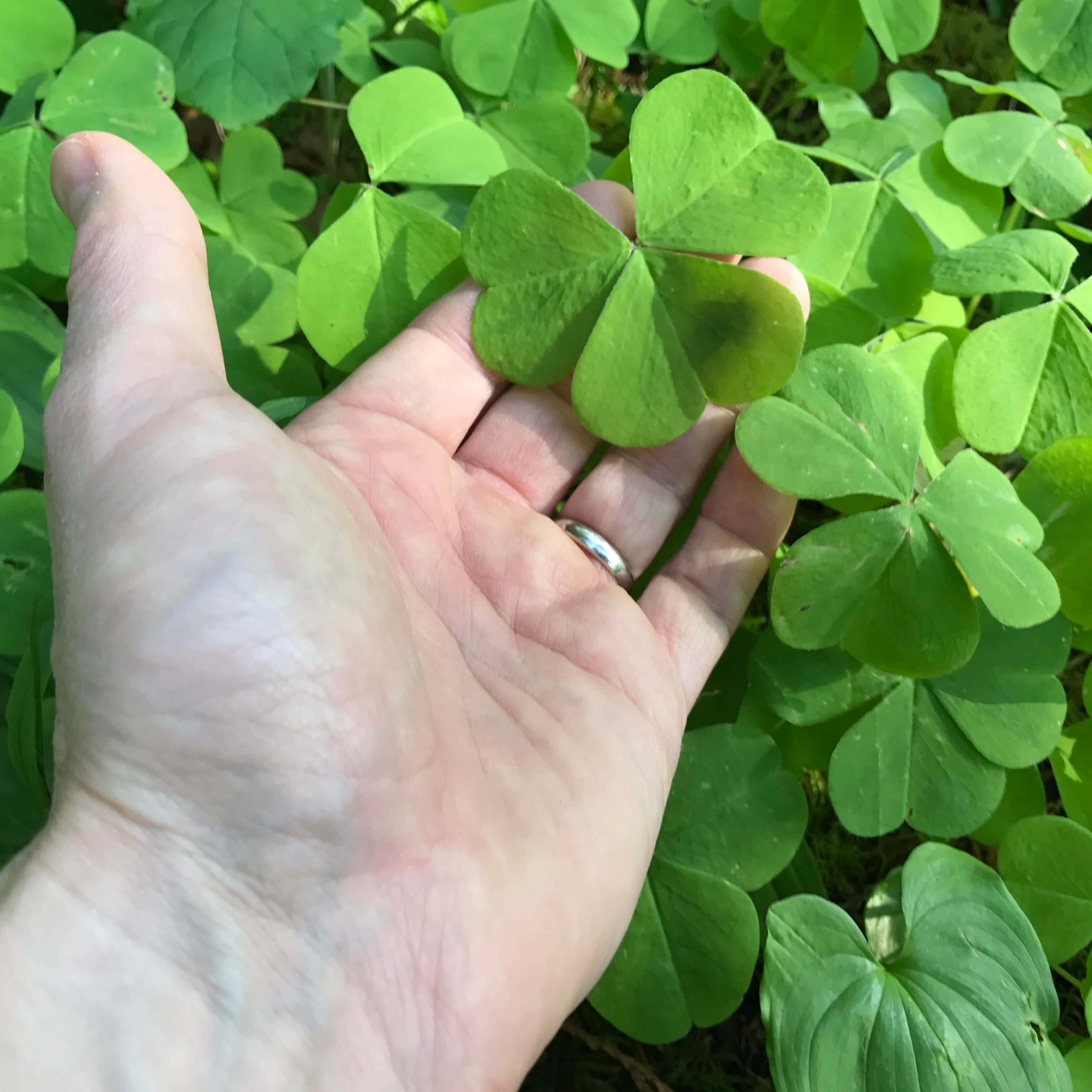 尋找四葉草攝影圖 壁紙 — 一隻手輕輕托住一片充滿活力的四葉草，置身於一片茂盛綠色的同類植物田野中。