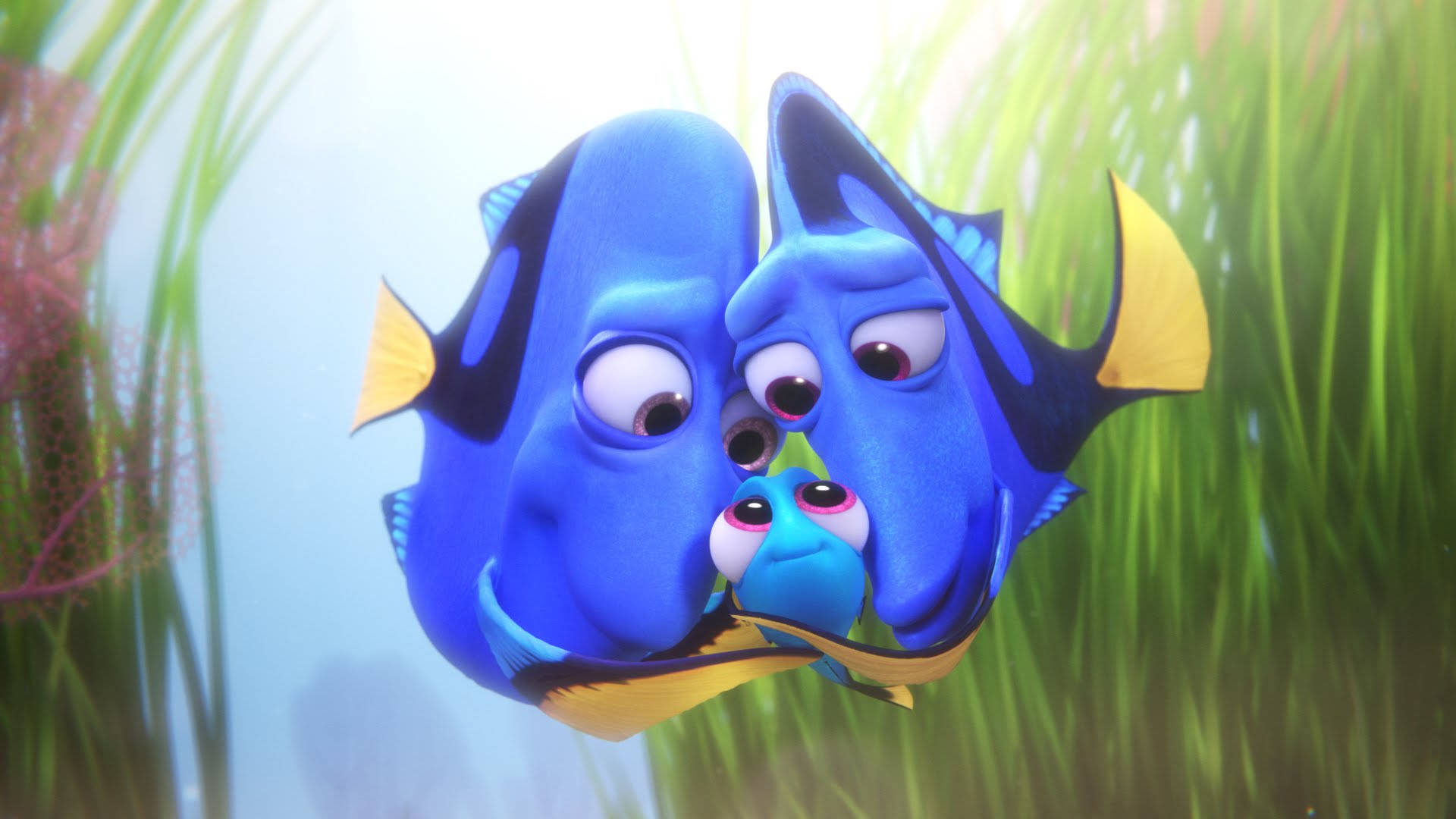 兩條成年藍色刺尾魚和一條小魚寶寶在綠色海藻中一起游泳。
