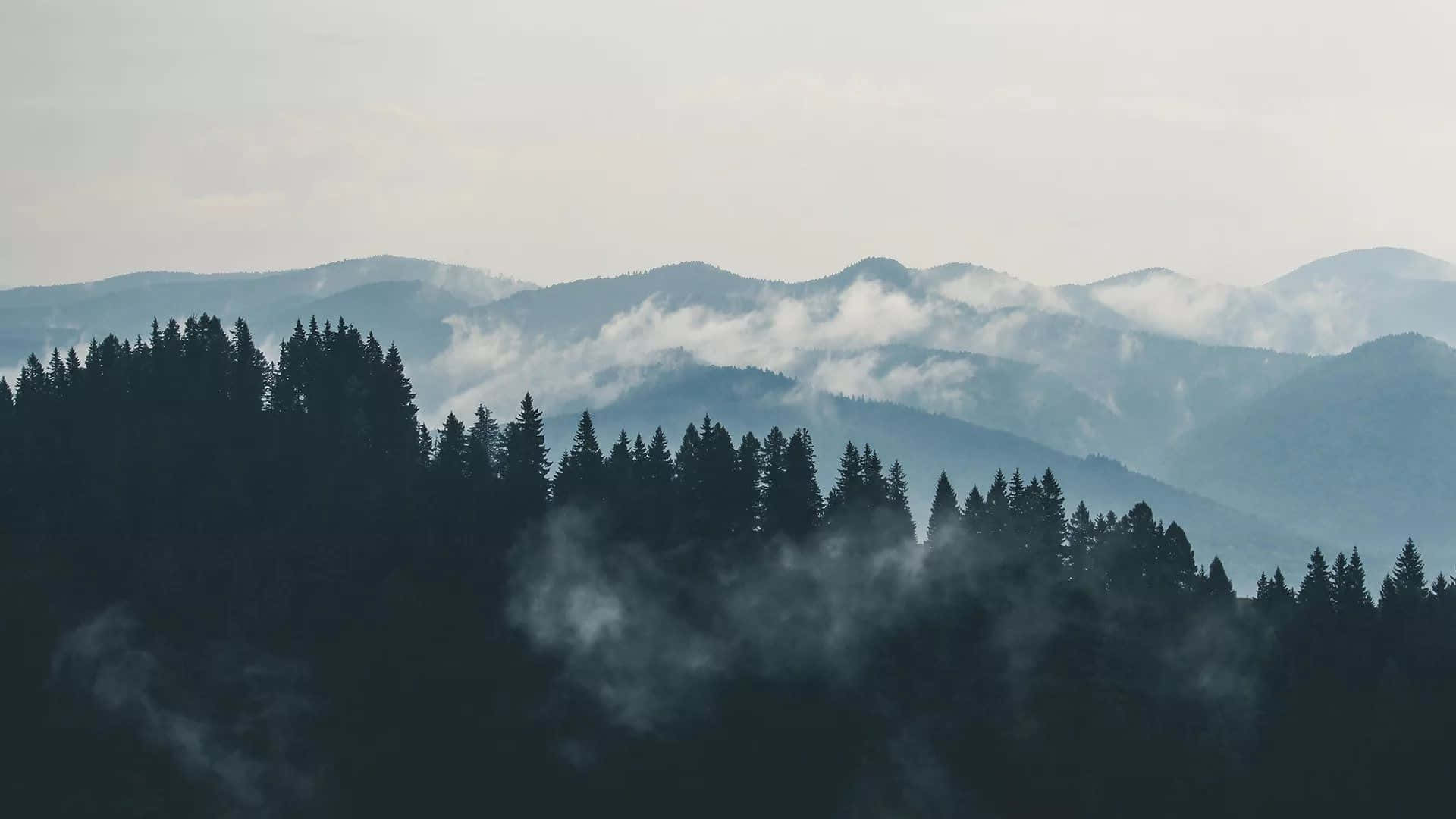 薄霧籠罩的山巒、松林和飄浮的雲霧，呈現柔和的藍灰色調。
