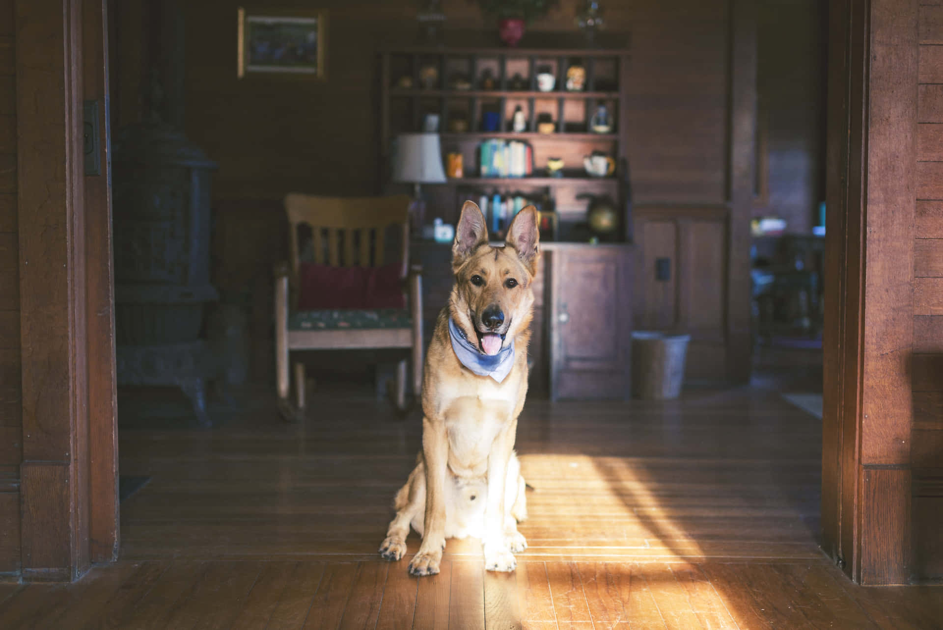 德國牧羊犬坐在鄉村小屋陽光普照的木門廊中。