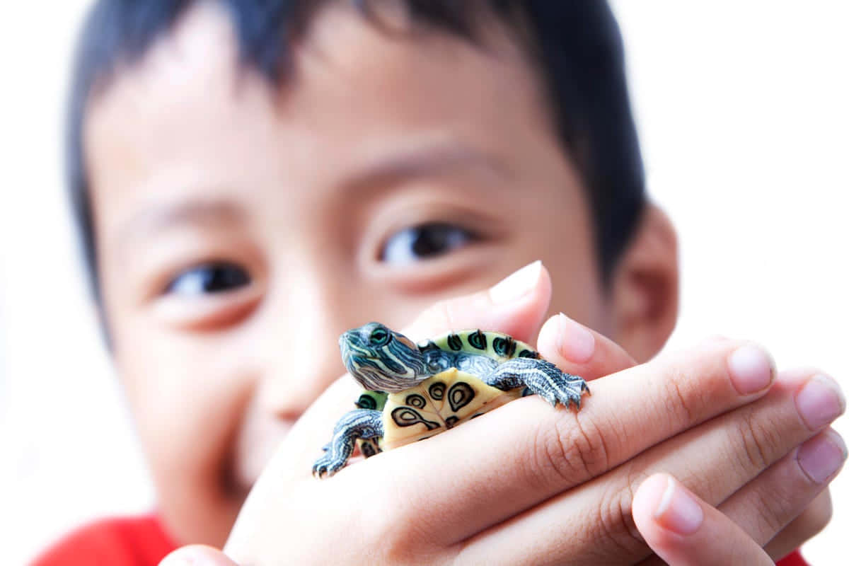 孩子帶著溫柔的微笑，捧著一隻小彩繪龜。