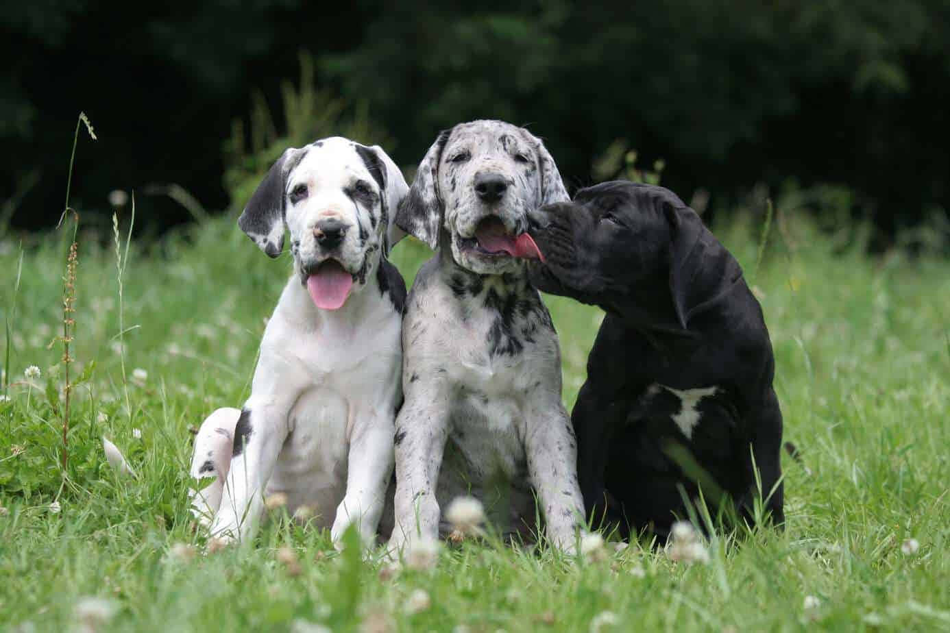 尋找溫暖家園：可愛的大丹犬幼犬 壁紙 — 三隻頑皮的大丹犬幼犬，身上有斑點和純黑色毛髮，一起坐在陽光明媚的草地上。