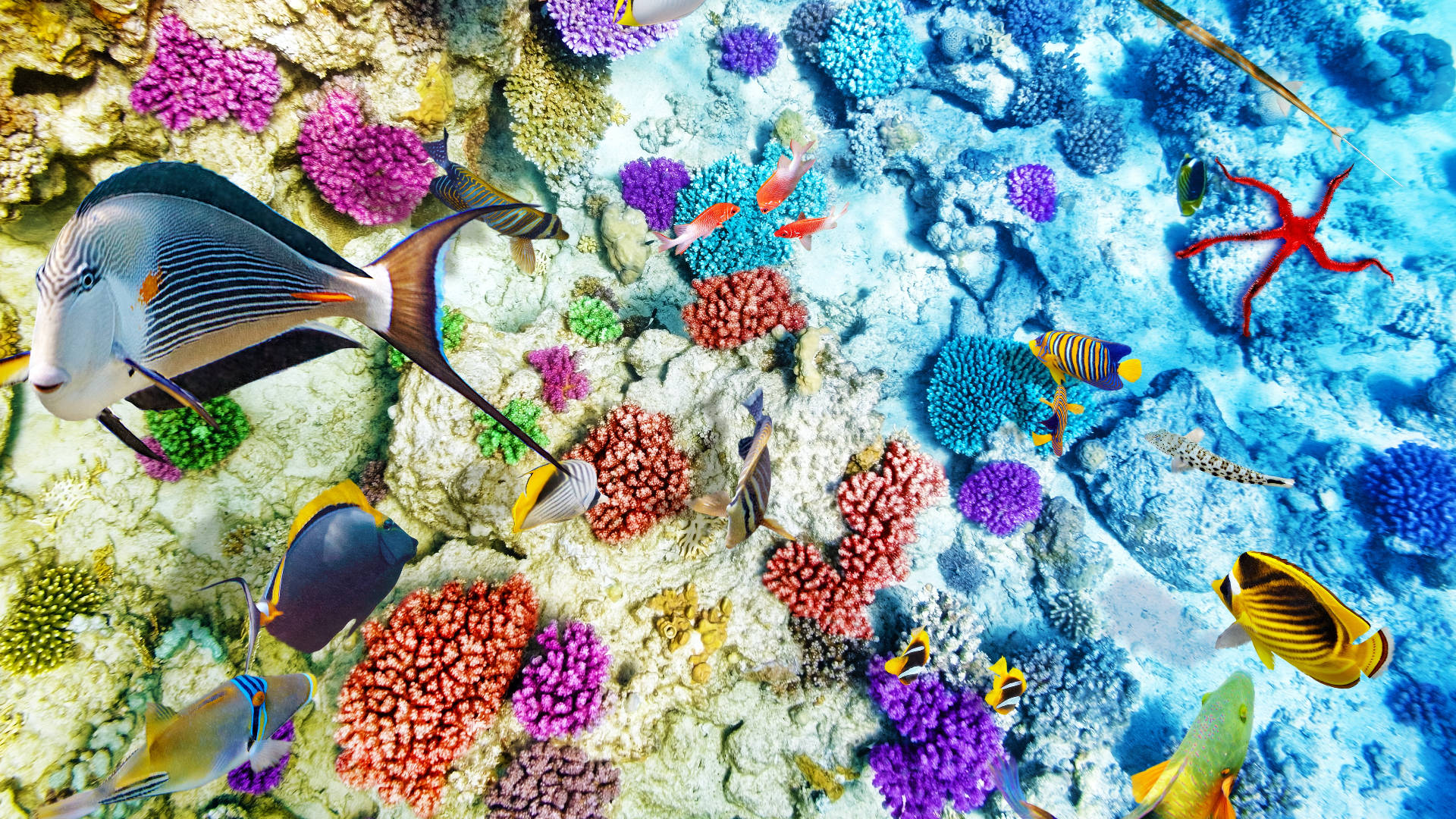色彩繽紛的珊瑚礁，有熱帶魚和紅色海星在水中游動。