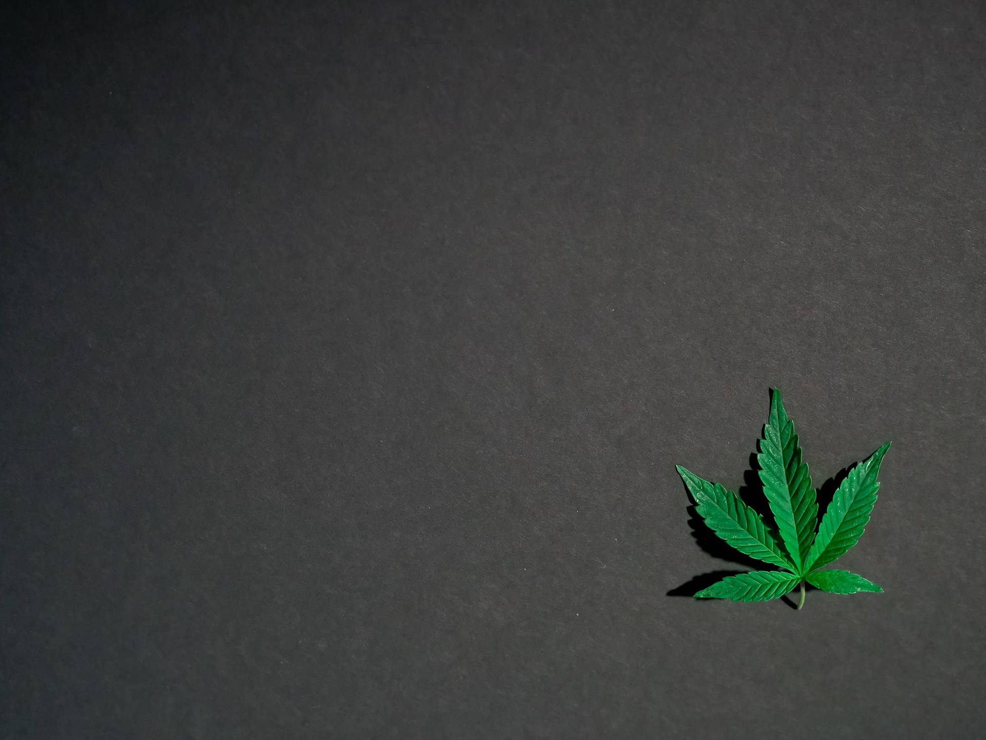 深色紋理背景上的一片綠色大麻葉。