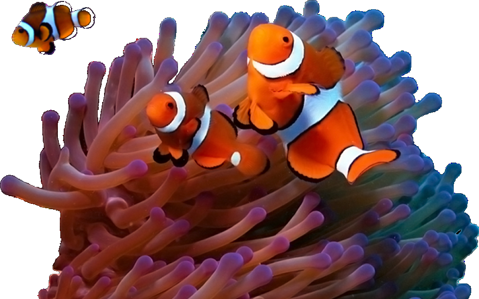 小丑魚與海葵 壁紙 — 鮮豔的橙色小丑魚帶有白色條紋，在紫色和藍色海葵觸手間優雅游動。