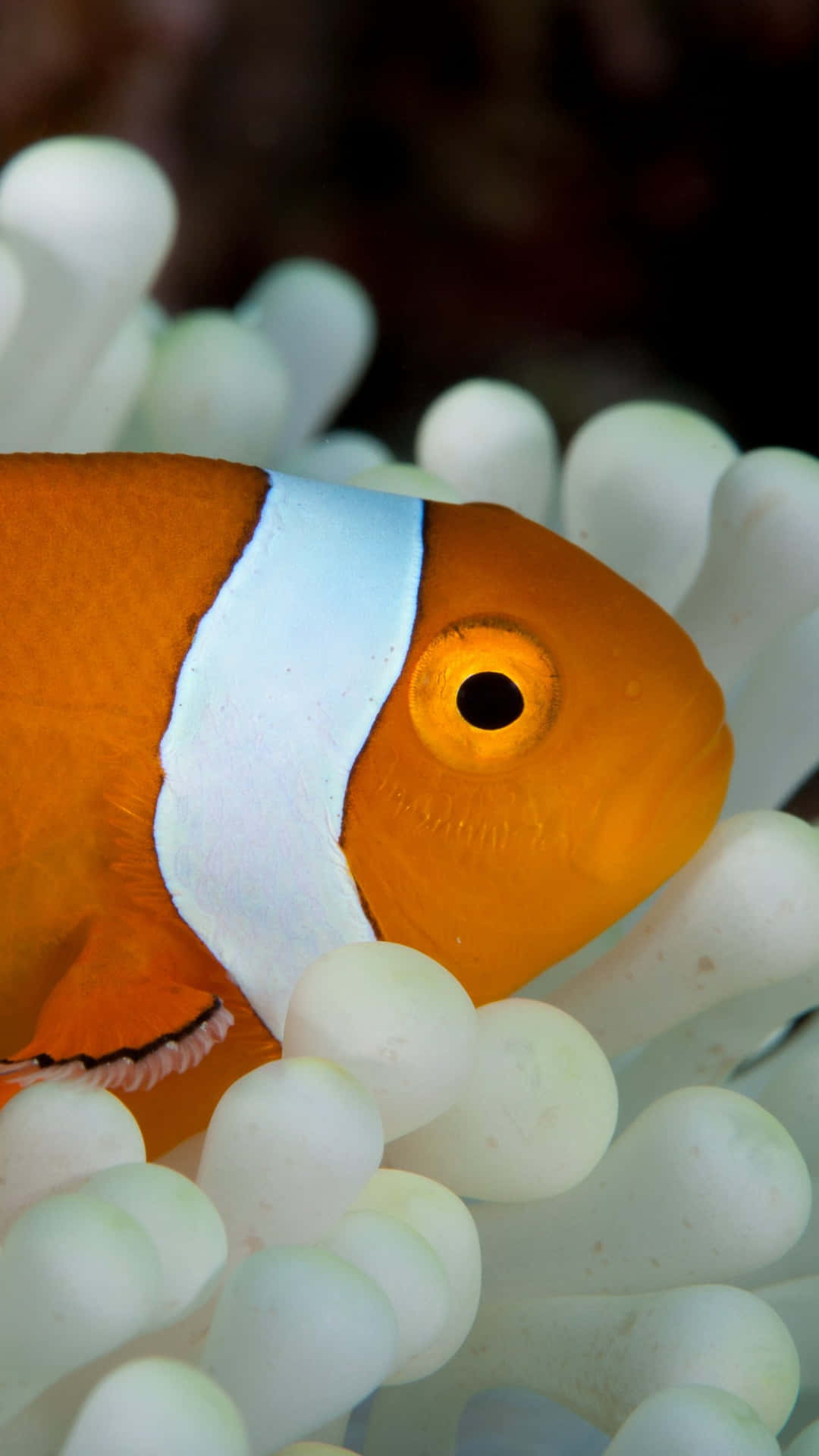 橙色小丑魚依偎在白色海葵中