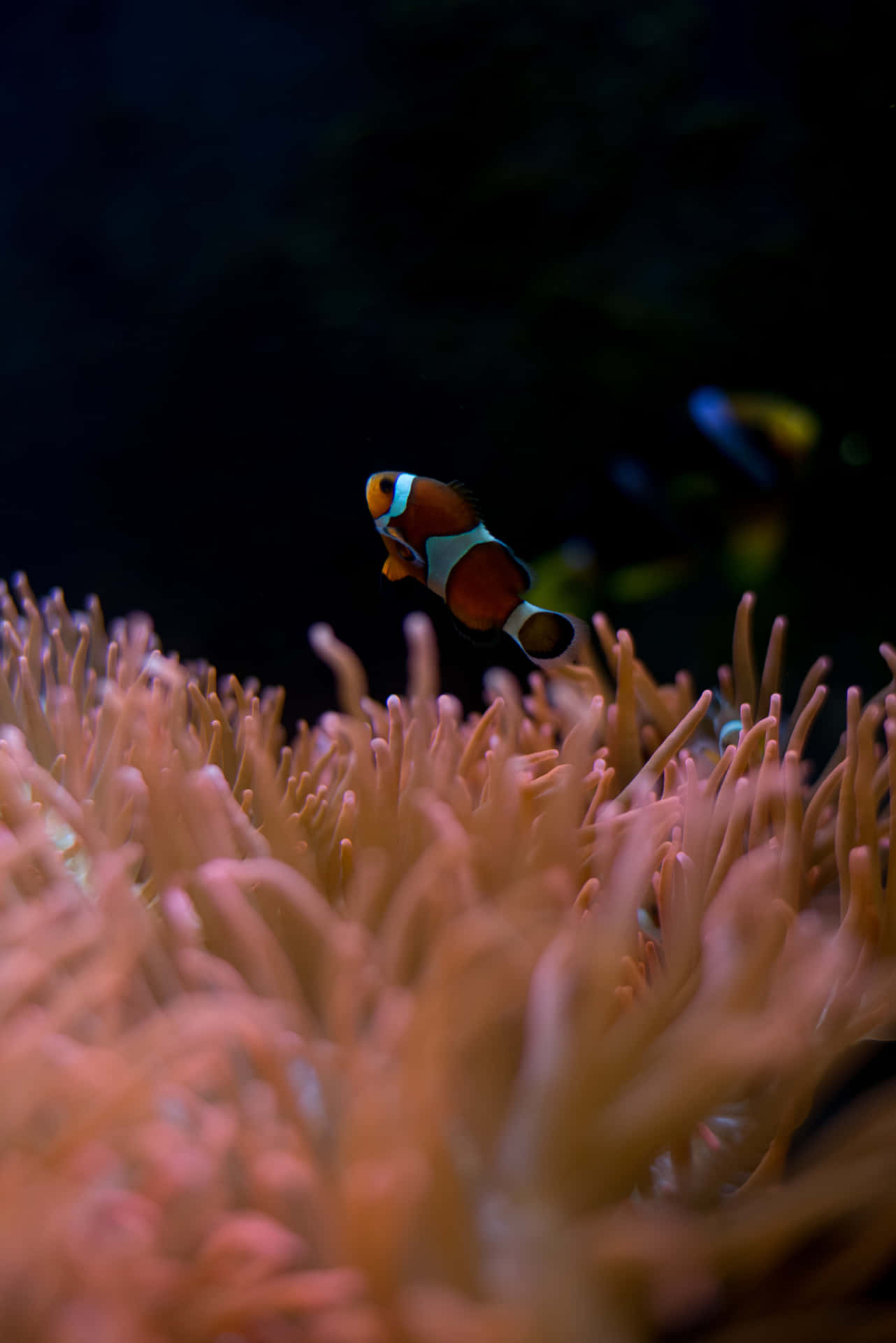 小丑魚依偎在粉紅色海葵中水下