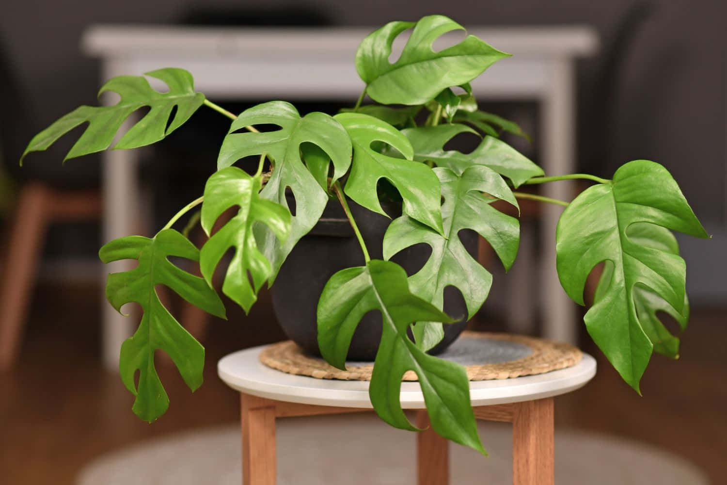 小凳上的龜背竹植物 壁紙
