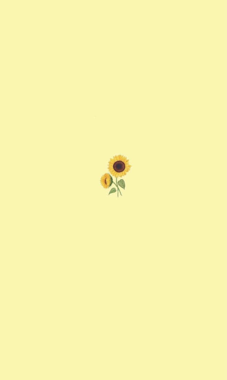 小向日葵淡黃色背景壁紙 壁紙 — 兩朵向日葵，花心深色，莖部綠色，獨自漂浮在淡黃色背景上。