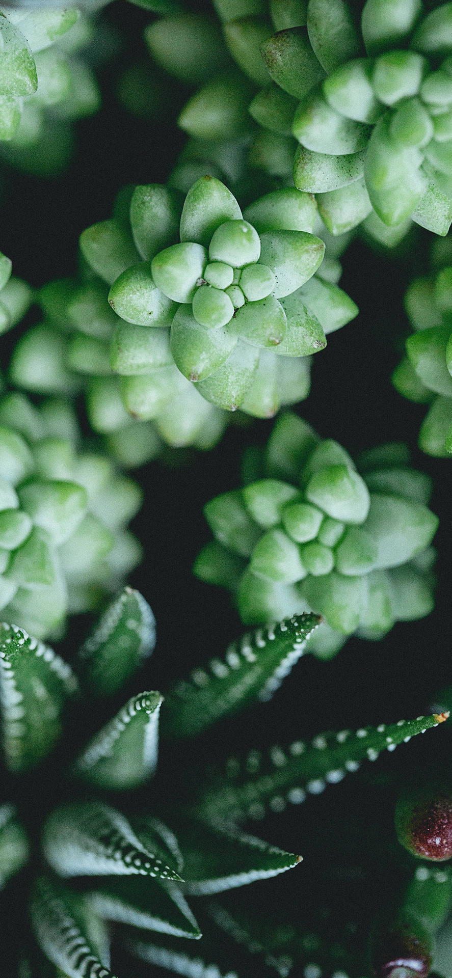 深色背景前，一簇帶刺葉子嘅綠色多肉植物。