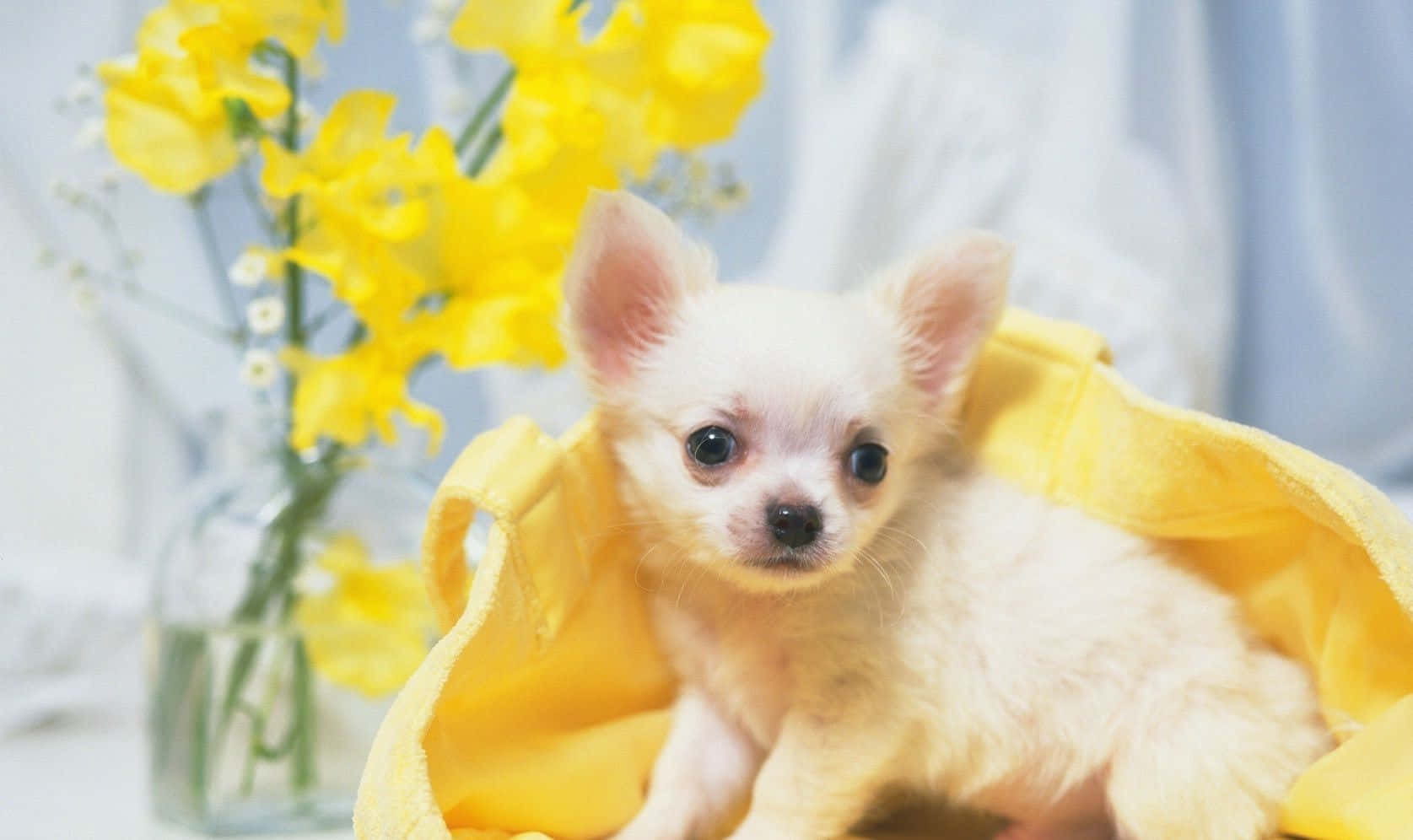 一隻細小白色幼犬包裹在黃色毛巾中，旁邊是花瓶中的黃色花朵。
