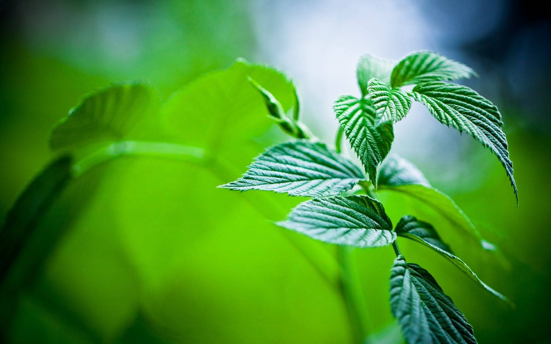 森林環境中新鮮綠色覆盆子葉的特寫。