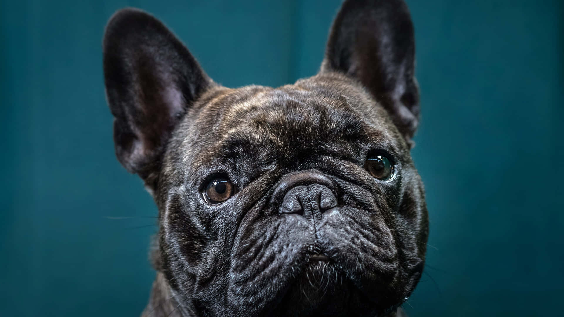 虎斑法國鬥牛犬嘅特寫肖像，大耳朵、皺紋臉。