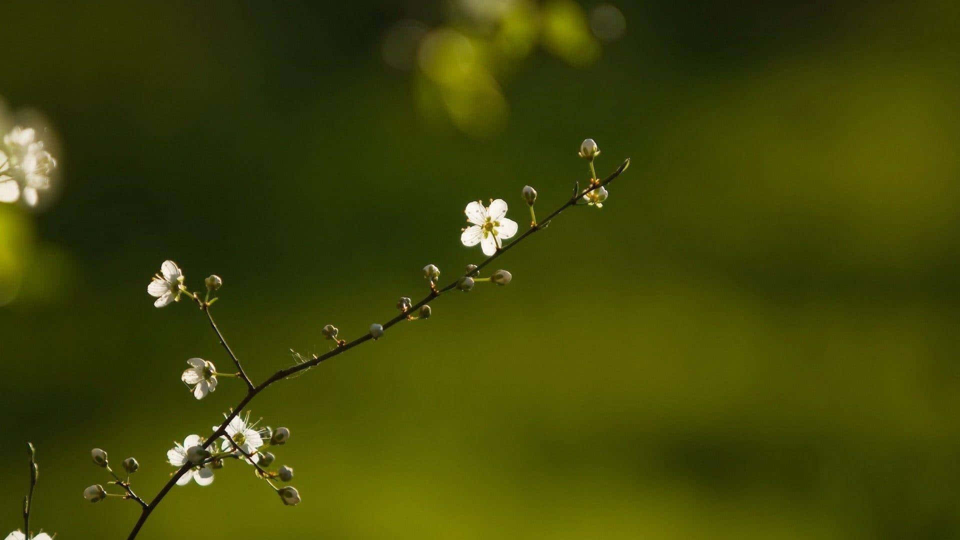 小巧白花 壁紙 — 細緻的白花和花蕾點綴著一條纖細的樹枝，背景是柔和的綠色散景。