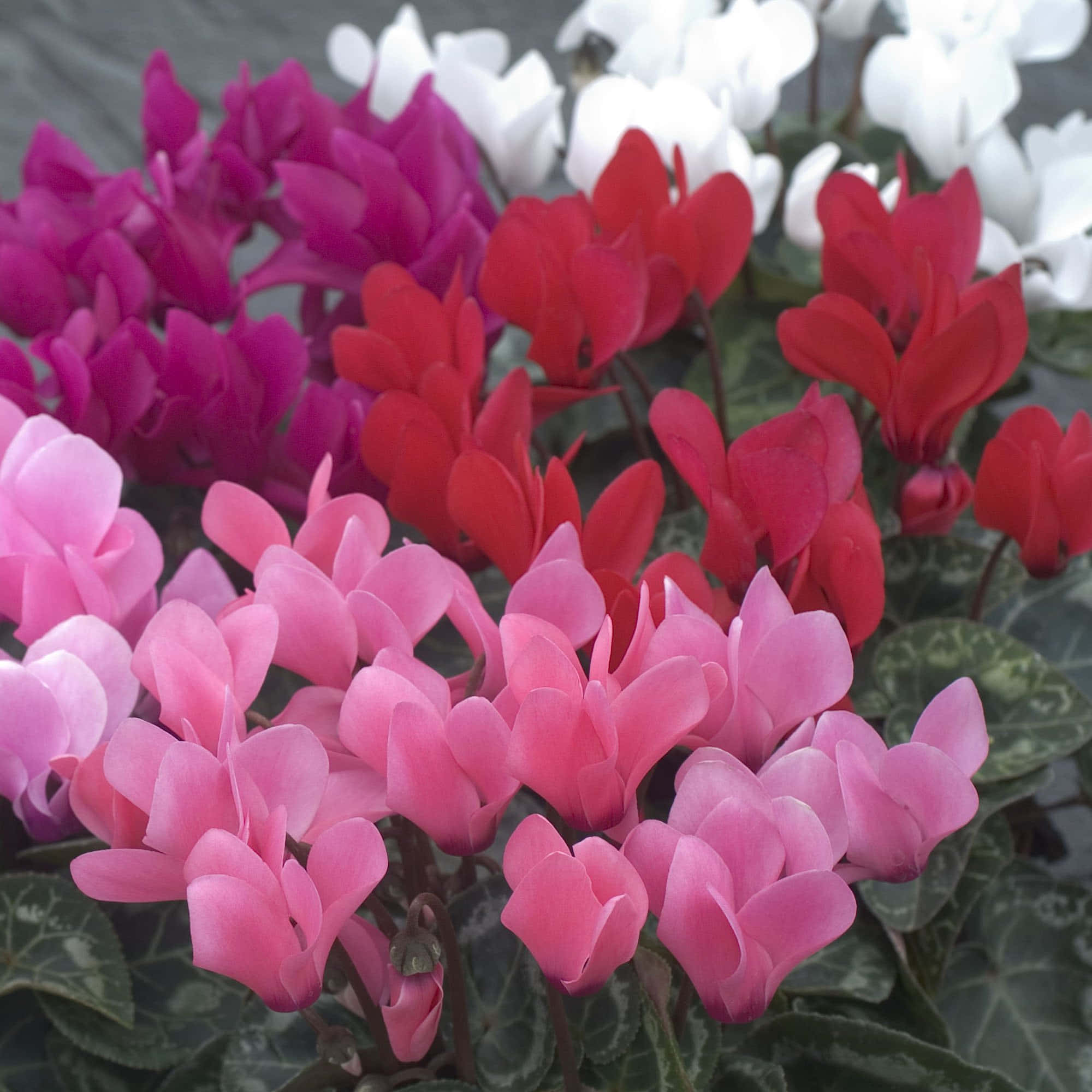 小巧粉嫩美麗——這株仙客來點亮花園 壁紙 — 充滿活力的仙客來花朵，粉紅、紅、白色，在帶有圖案的綠葉襯托下密集綻放。