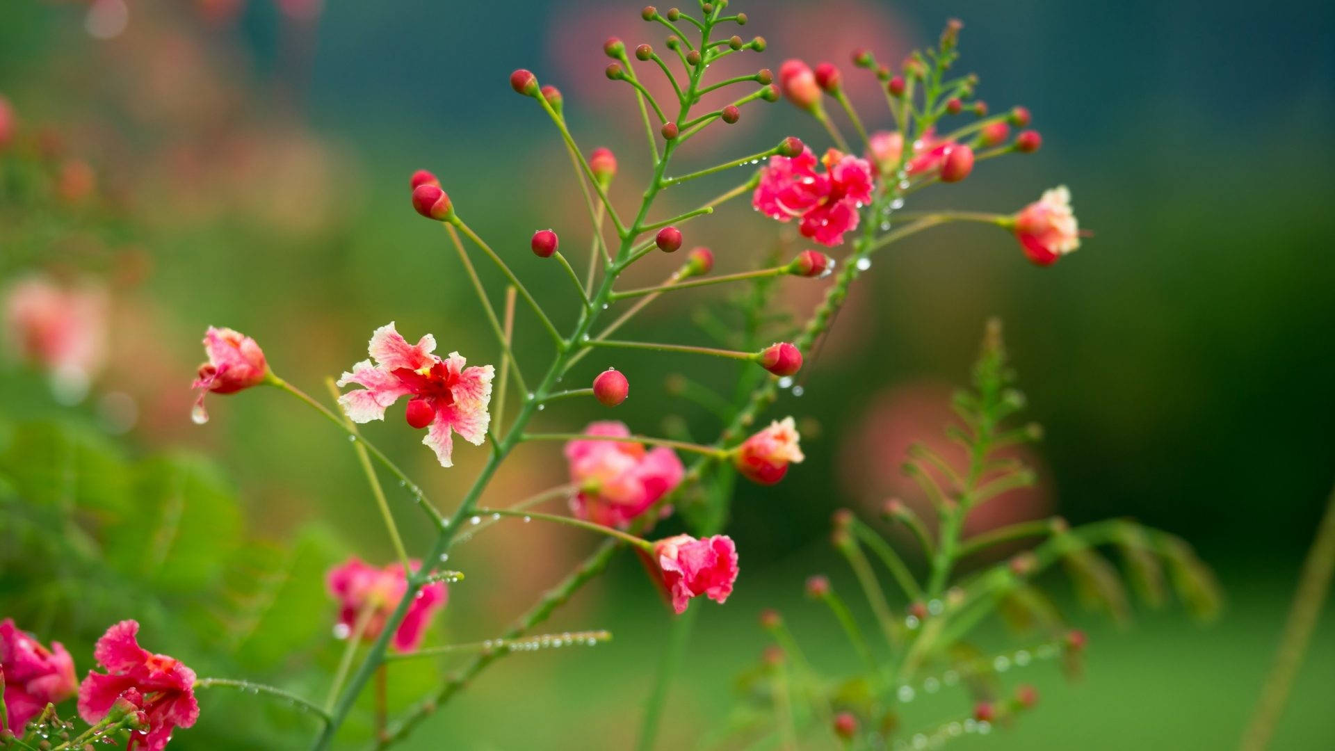 花園中綠色莖幹上帶有露珠的粉紅花朵