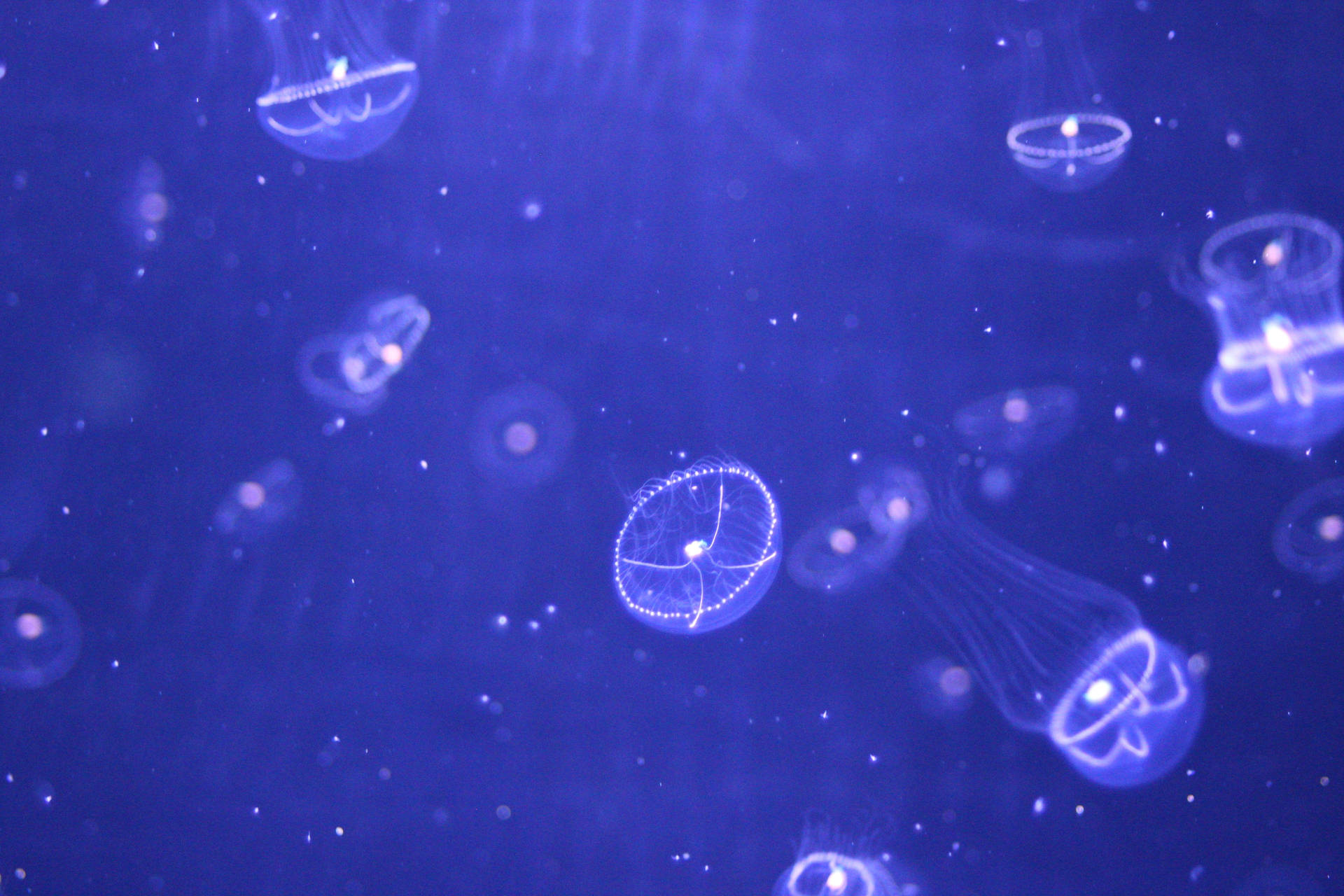 水母在深藍色海水中柔和地發光