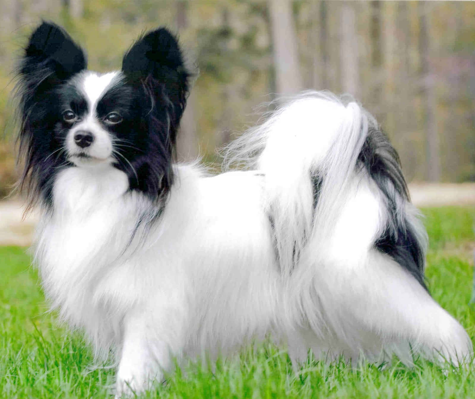 小巧黑白帕皮龍犬照片 壁紙 — 一隻黑白相間的蝴蝶犬警覺地站在鮮綠色的草地上，背景是模糊的森林。