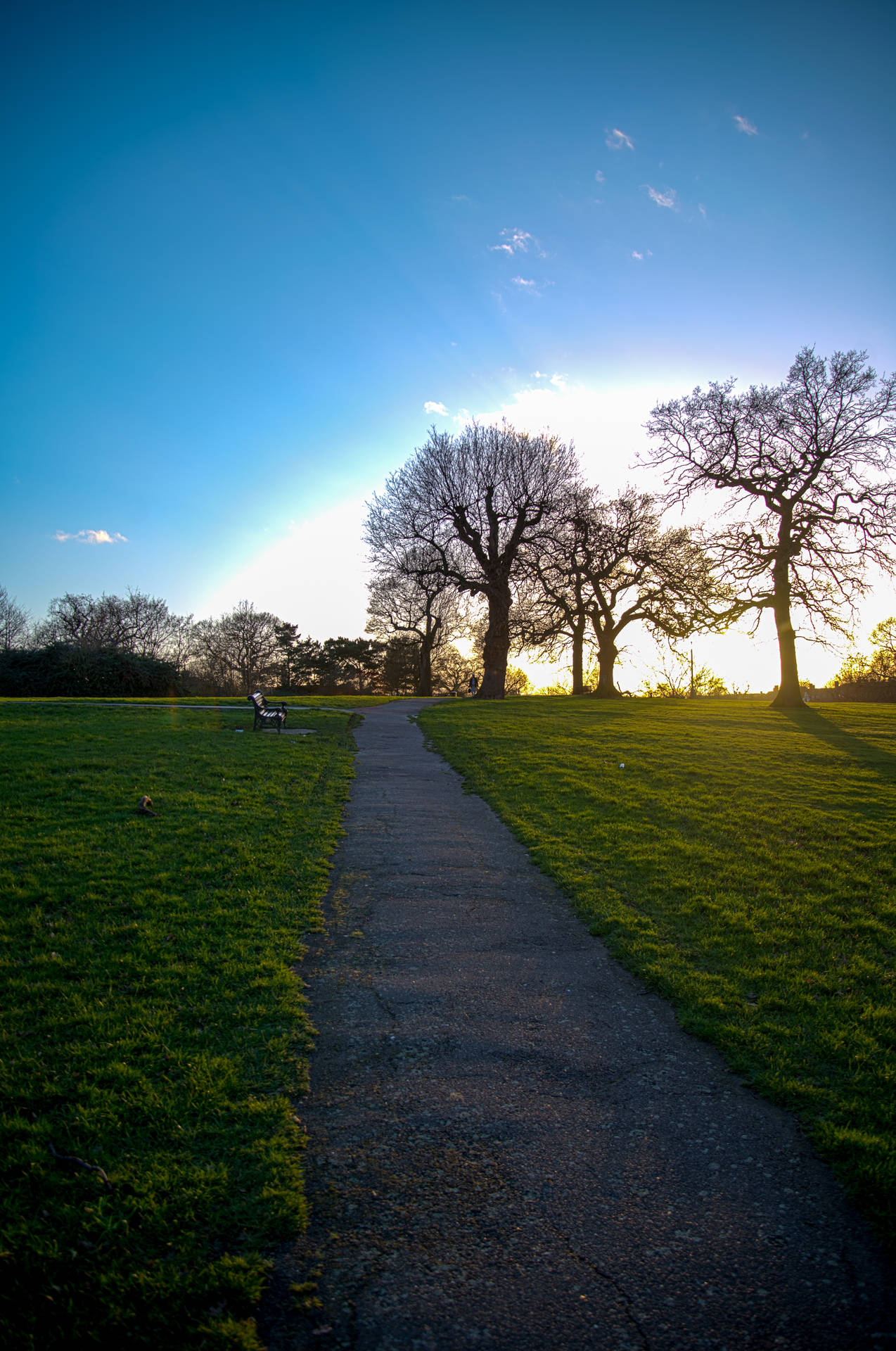 夕陽小徑穿過公園，禿樹，草地