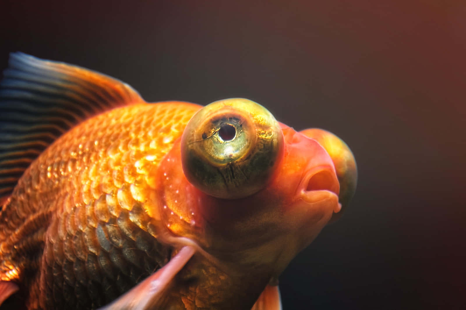 小心留意——這隻可愛的小金魚正警覺地注視著你 壁紙 — 金魚特寫，眼睛突出，橙色鱗片，背景為深色漸變。