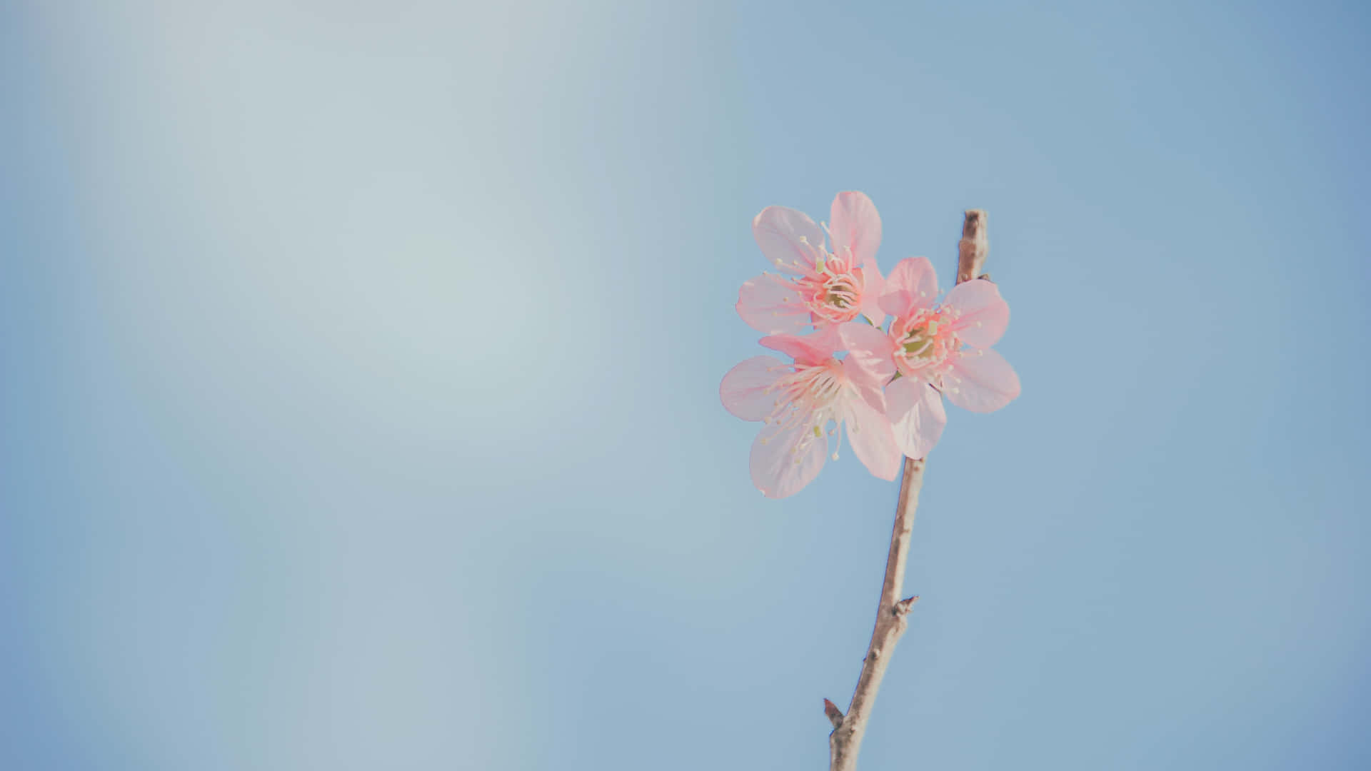 小枝上粉紅花朵圖 壁紙 — 一朵粉嫩的櫻花在纖細的枝條上綻放，襯著柔和的藍天。