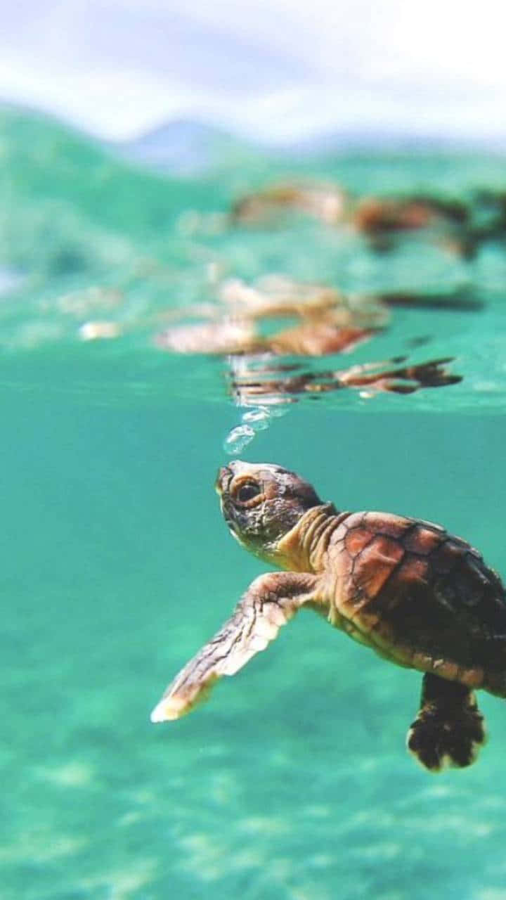 一隻海龜寶寶在海面附近的水中游泳。