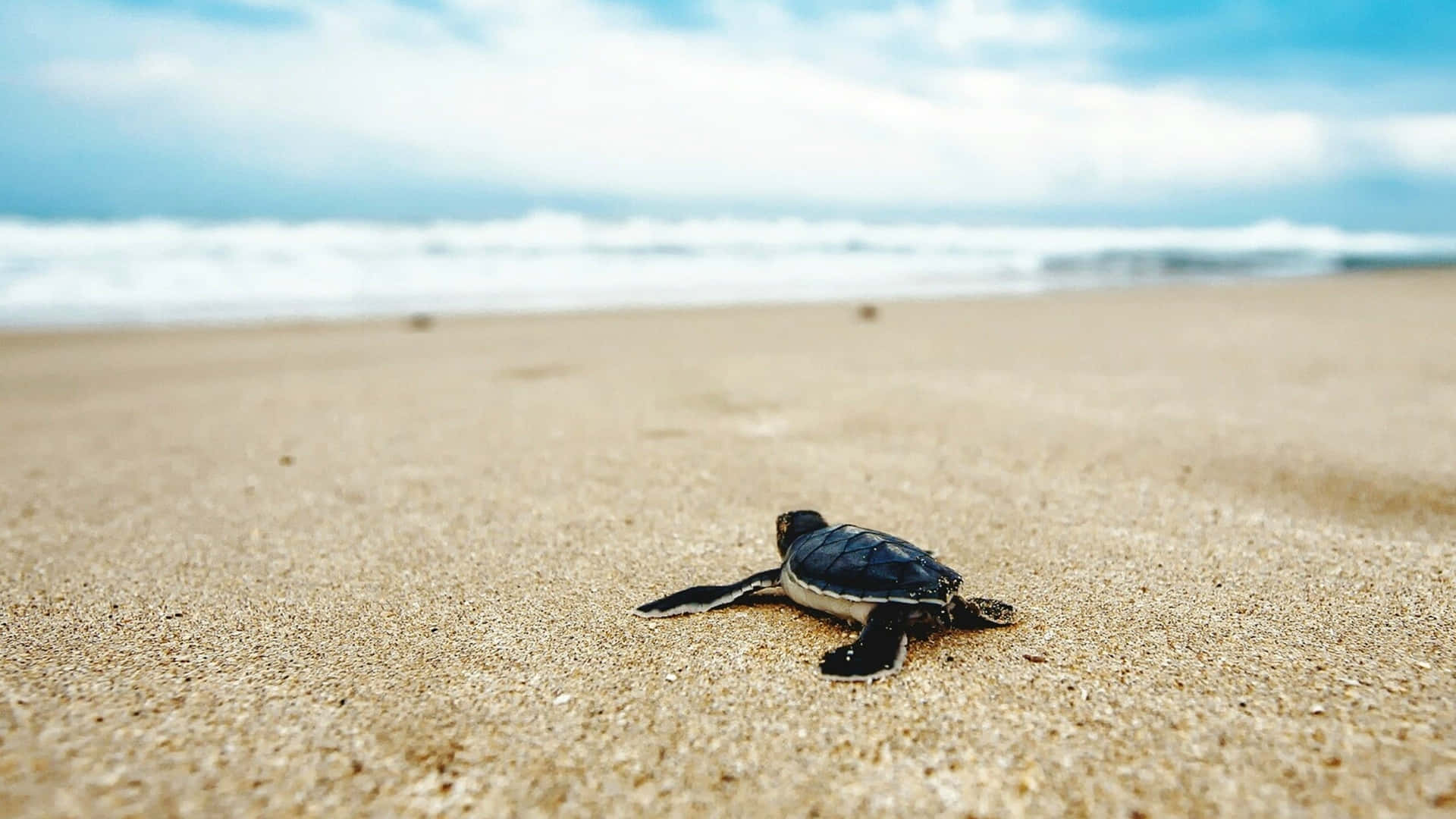 沙灘上爬向海洋的小海龜