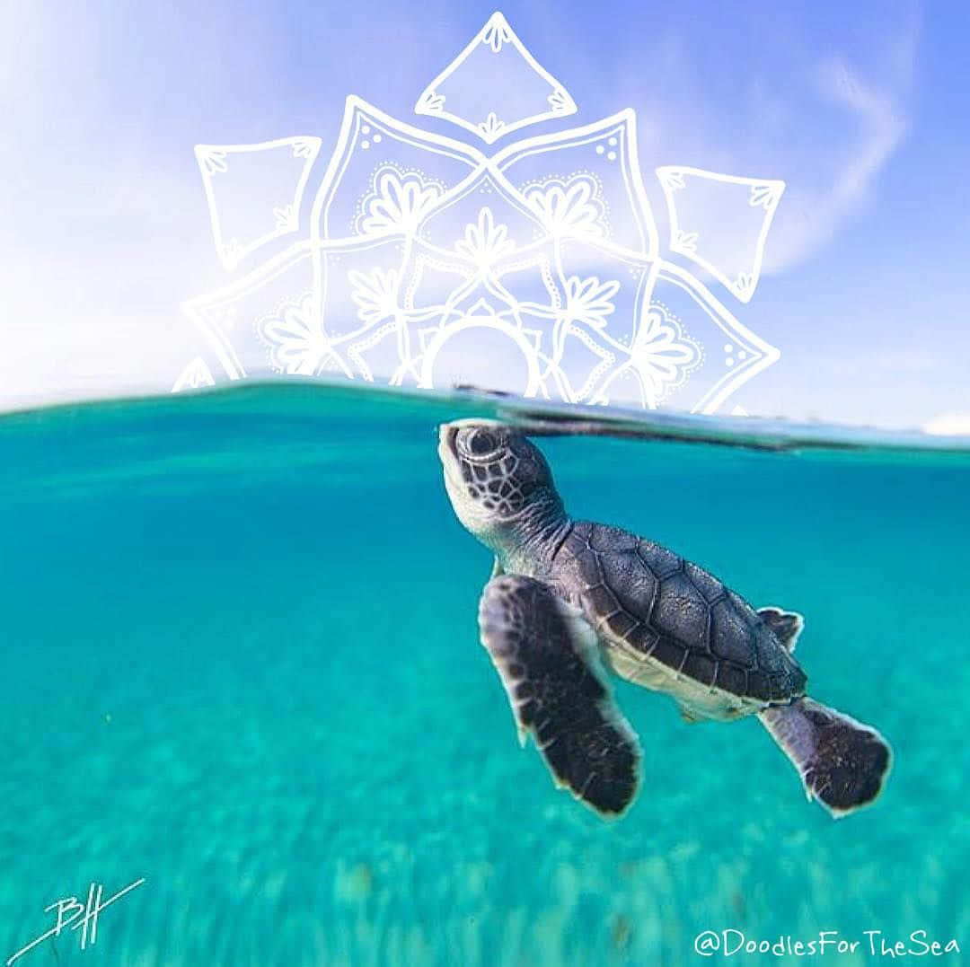 小海龜在清澈的藍色海水中游向漂浮的曼陀羅。