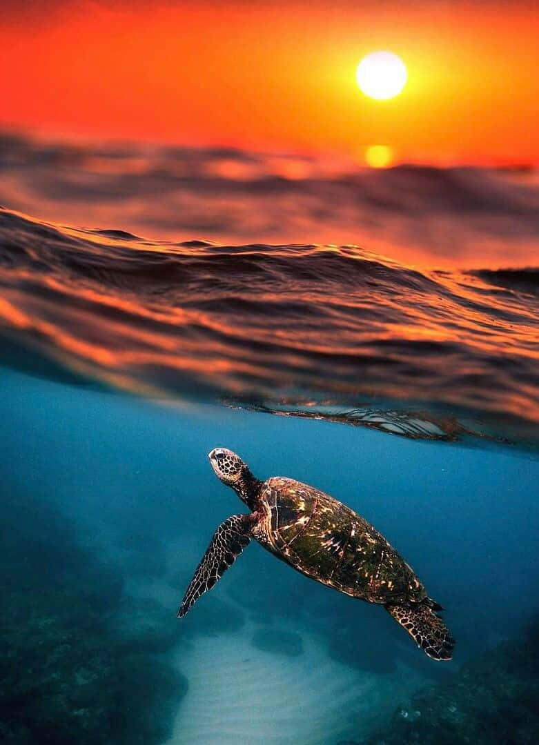 海龜在鮮豔的橙色夕陽下於水中游泳。