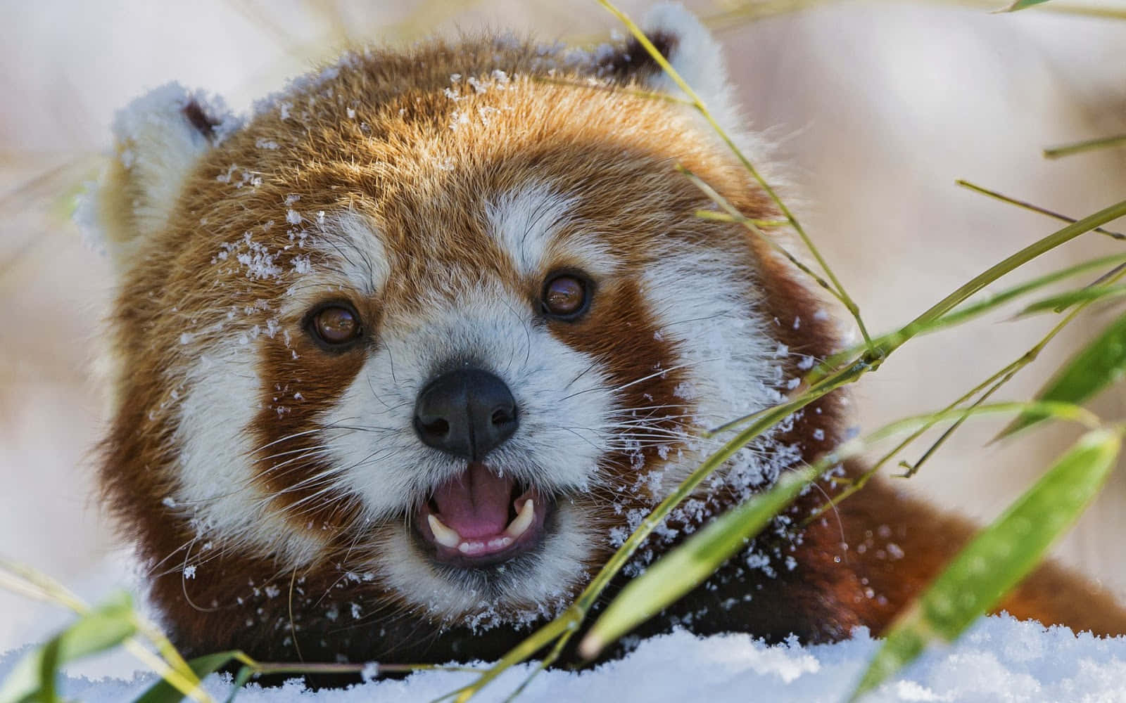 小熊貓圖片 壁紙