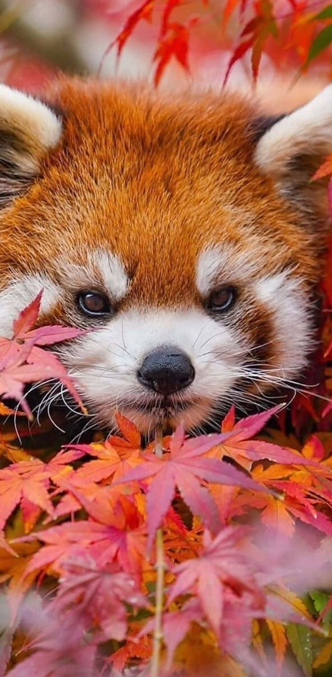 小熊貓在秋葉中 壁紙