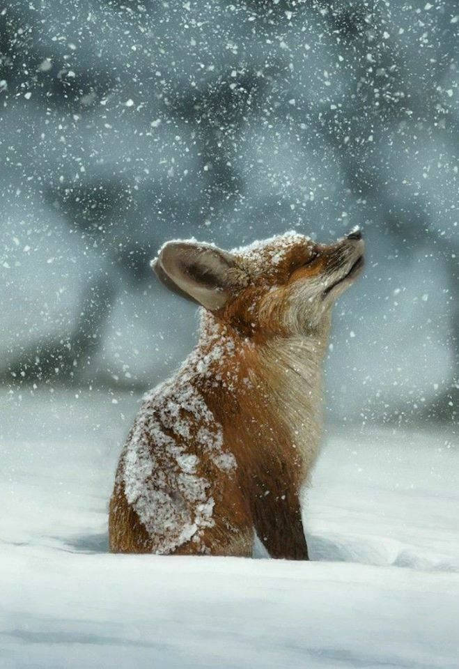 小狐狸側面雪景 壁紙 — 一隻紅狐坐在深雪中，頭部向上傾斜，雪花飄落在其雪白的毛皮周圍。