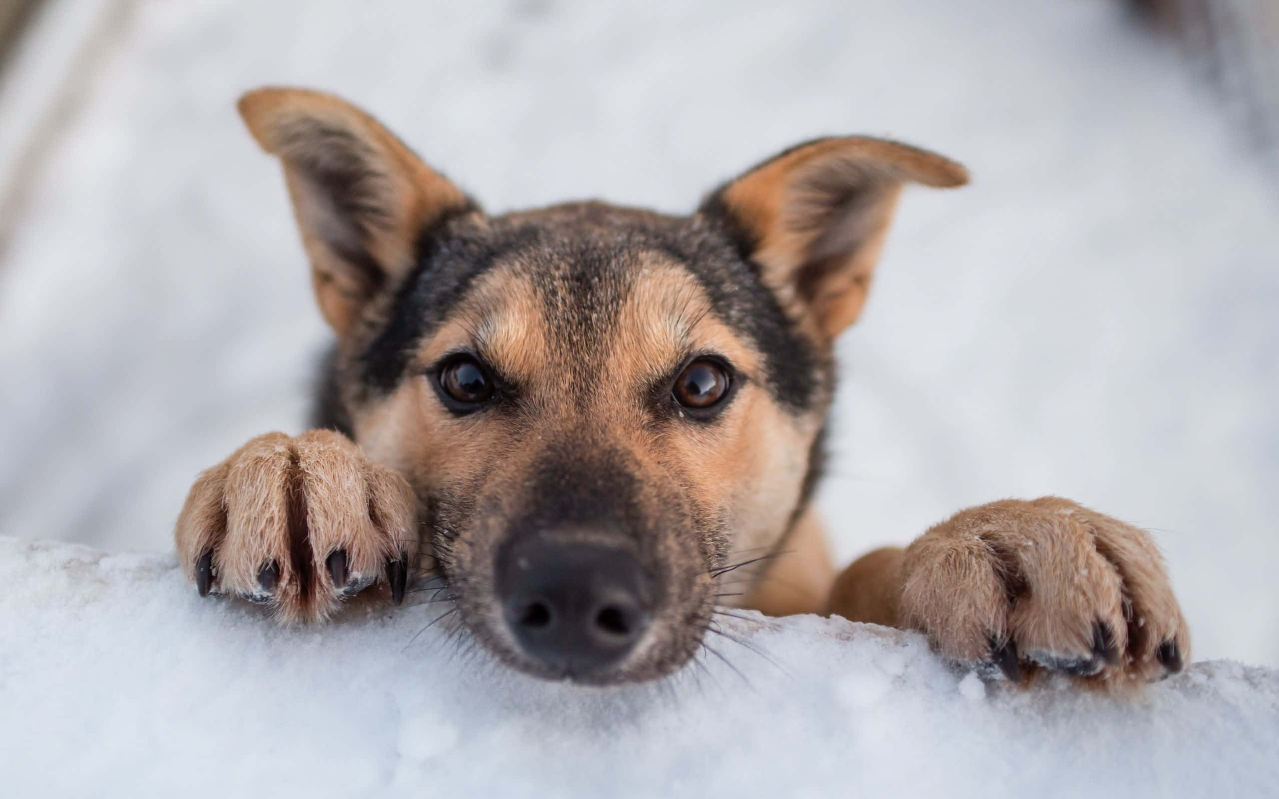 小狗享受雪天 壁紙 — 一隻好奇的德國牧羊犬幼犬從雪堆邊緣探出頭來，睜著一雙深色大眼睛，爪子擱在白雪上。