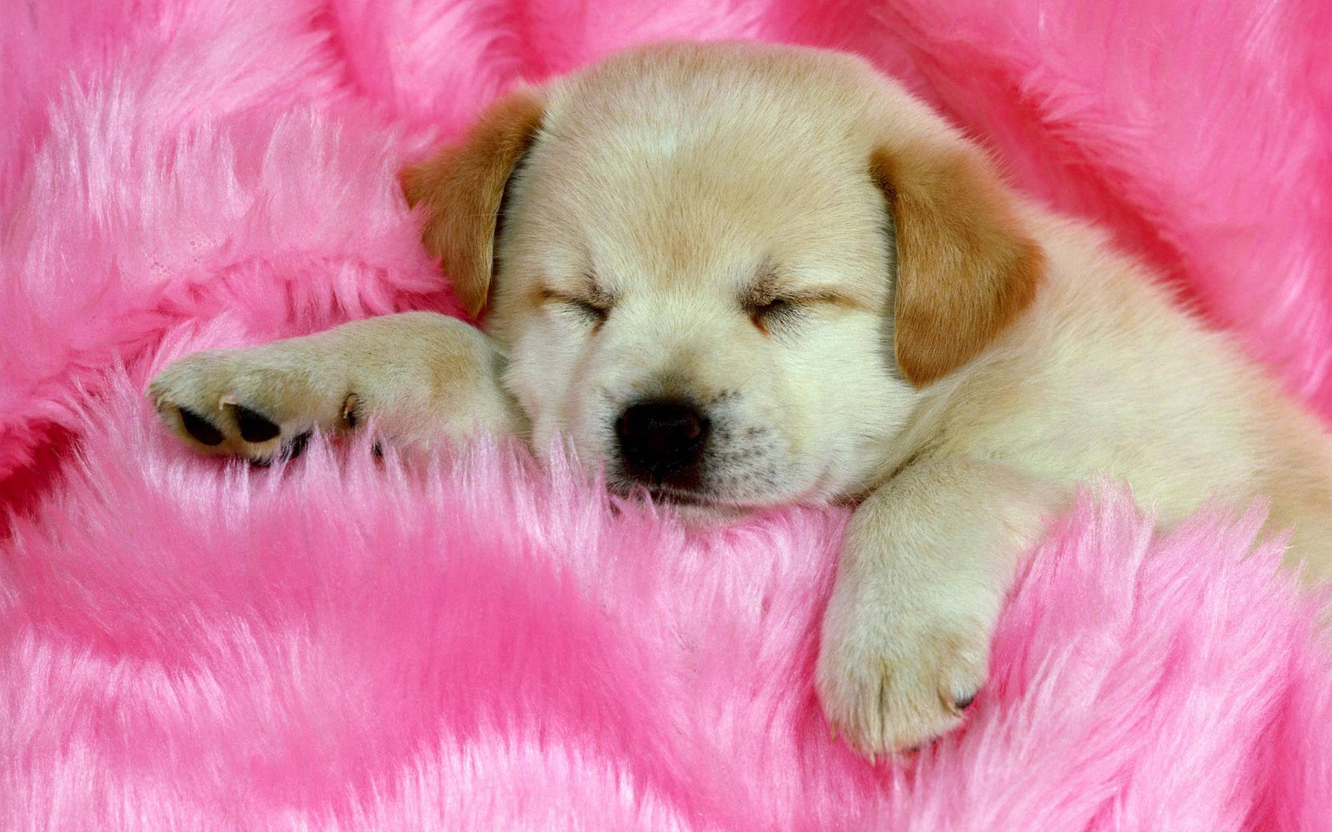 一隻在粉紅色毛茸茸毯子上睡覺的黃色幼犬