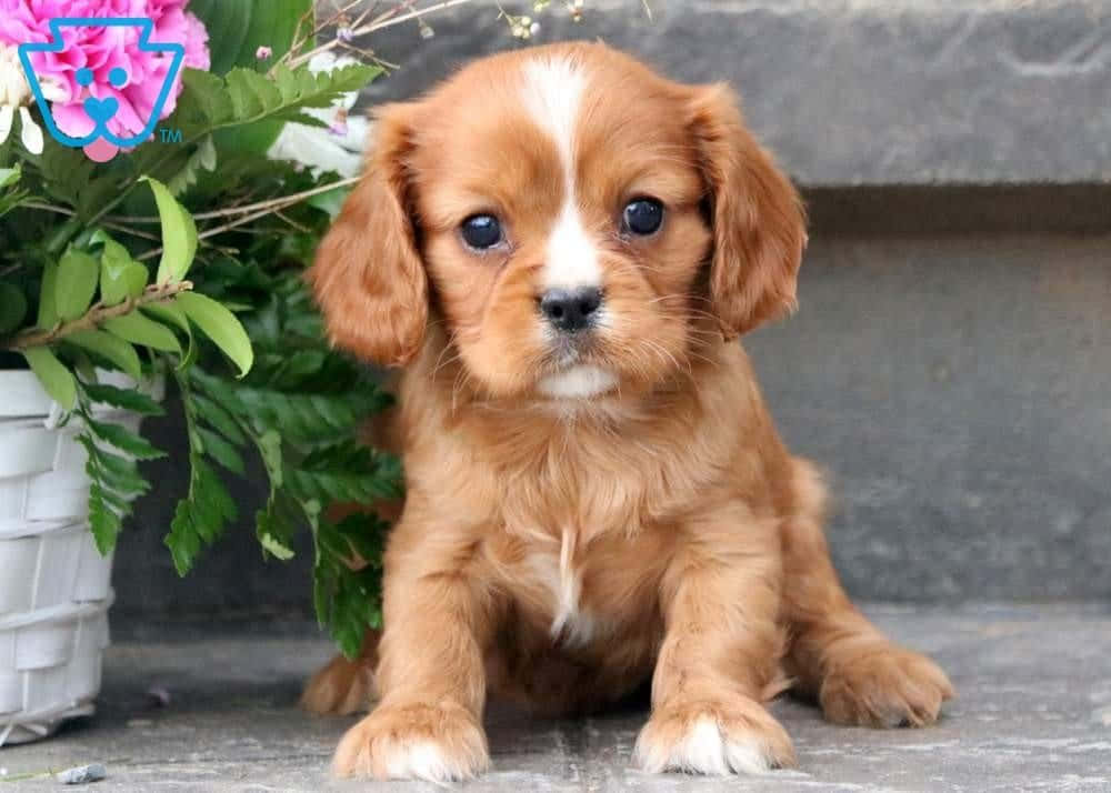 小狗狗，小愛心 壁紙 — 一隻毛茸茸的銅色騎士查理王小獵犬幼犬，有著大大的黑色眼睛，專注地坐在一盆開著粉紅色花朵的盆栽旁邊。