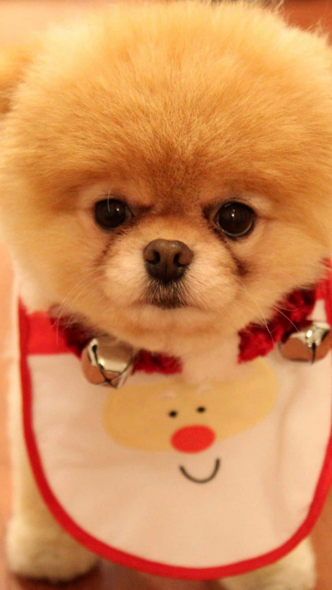毛茸茸的淺棕色幼犬戴著聖誕圍兜和鈴鐺。
