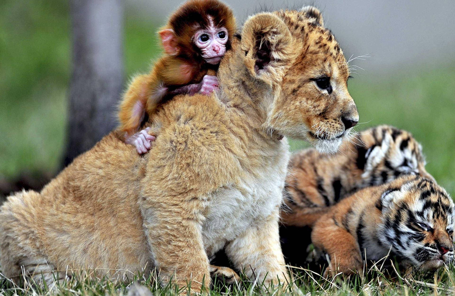 小猴子與獅子幼崽 壁紙 — 一隻小猴子騎在獅子幼崽的背上，而老虎幼崽則在附近的草地上休息。