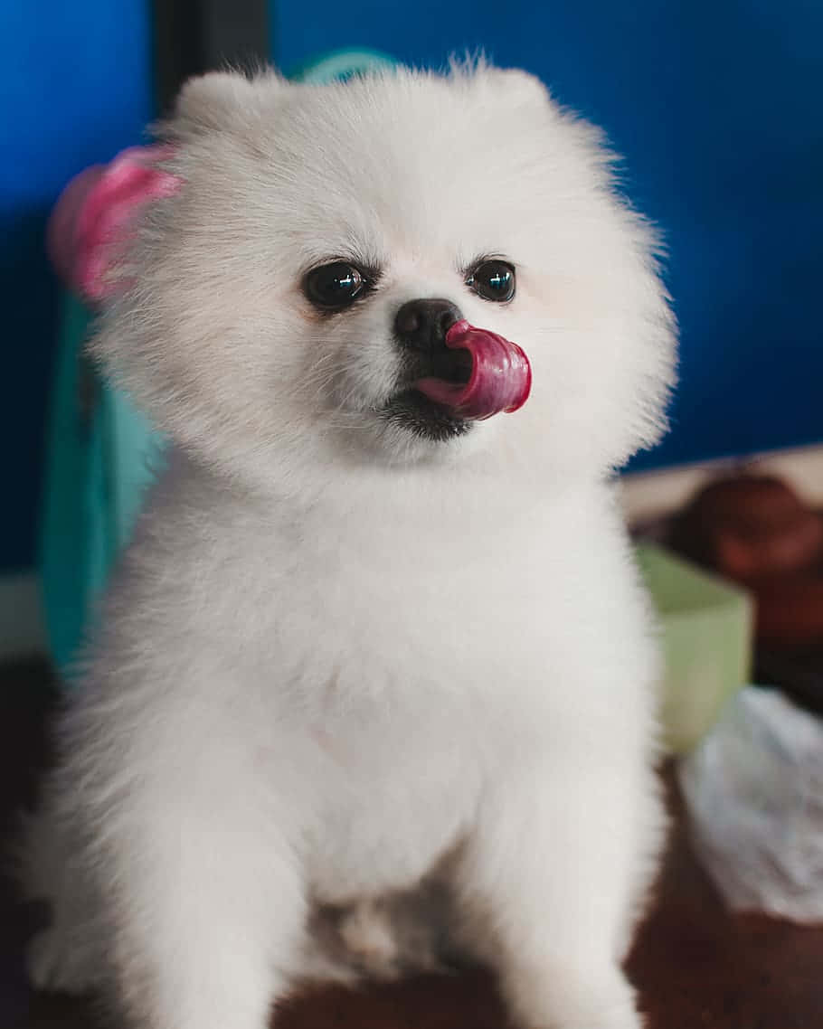 小白色狗狗吐舌圖片 壁紙 — 一隻毛茸茸的白色博美犬幼犬，有深色眼睛和伸出粉紅色舌頭，坐在藍色背景前。