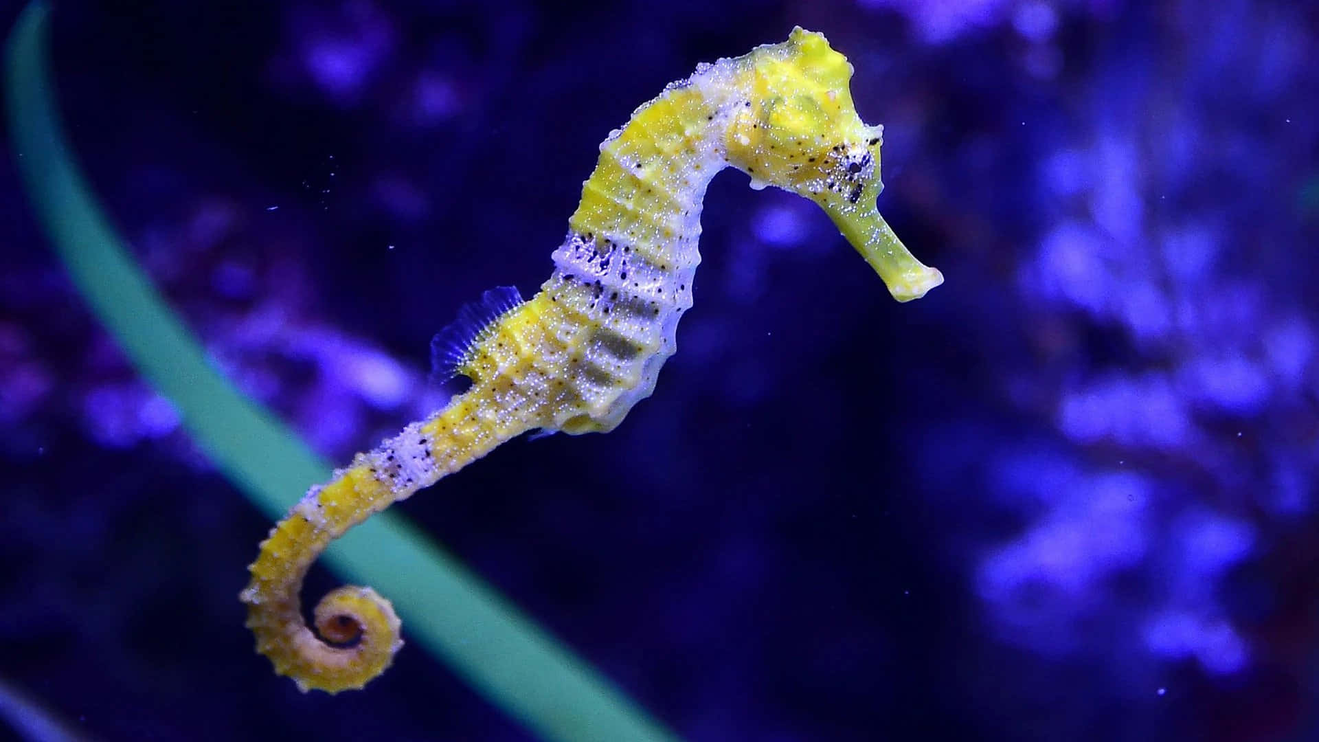 小章魚藏身海底 壁紙 — 一隻充滿活力的黃色海馬在深藍色水下背景中優雅彎曲，帶有柔和綠色珊瑚點綴。