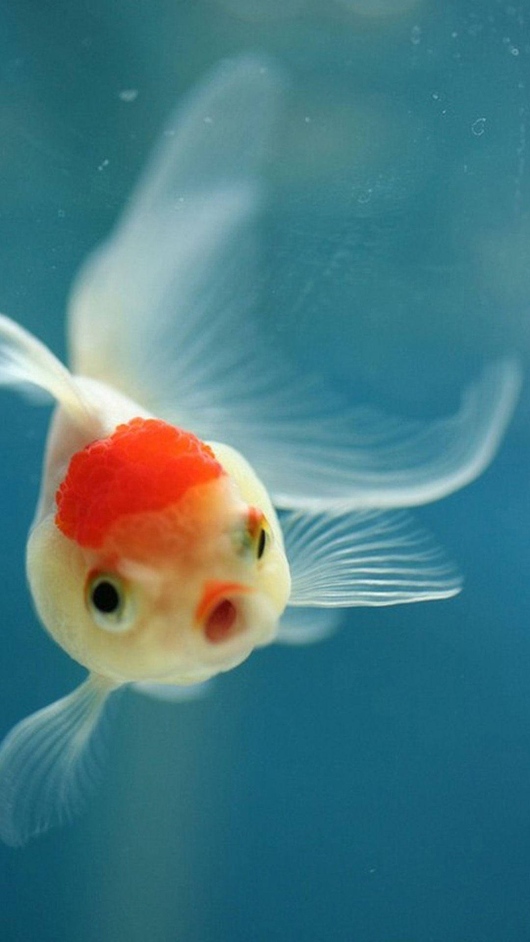 小米鰲鰲魚 壁紙 — 特寫鏡頭，一條白色和橙色的觀賞金魚在清澈的藍色水中游動，魚鰭半透明。