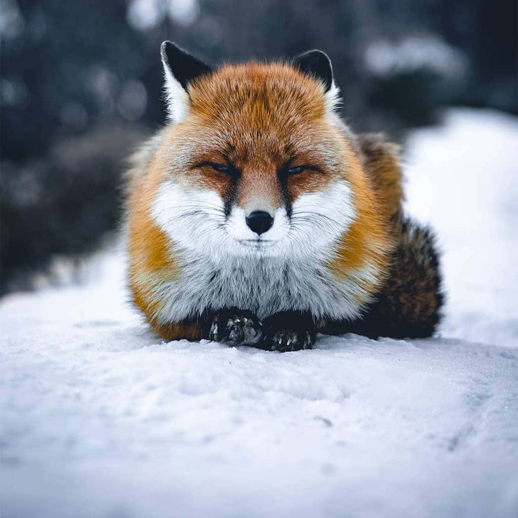 小紅狐依偎取暖 壁紙 — 一隻平靜的紅狐閉著眼睛在白雪皚皚的冬季景觀中安詳地休息，其蓬鬆的皮毛與白色的地面形成對比。
