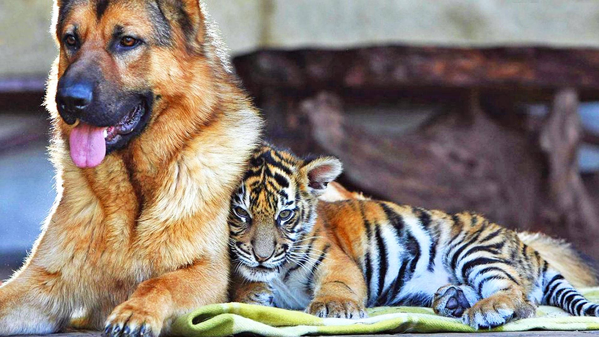 小老虎與德國牧羊犬 壁紙 — 一隻德國牧羊犬和一隻老虎幼崽在溫暖、陽光明媚的圍欄內的綠色毯子上一起休息。