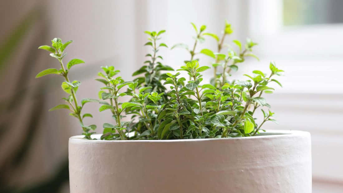 小葉牛至植物圖 壁紙 — 一棵茂盛的綠色草本植物在白色陶瓷花盆中茁壯成長，靠近明亮的窗戶，光線柔和自然。