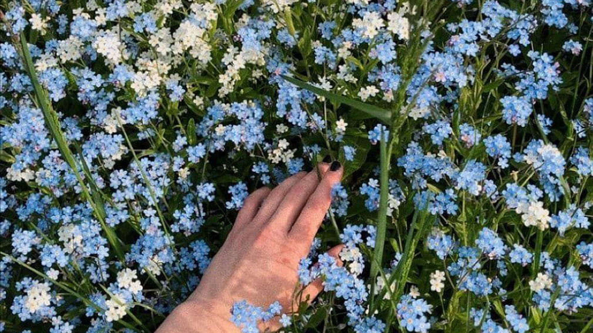 一隻手在花園中觸摸藍色和白色的勿忘我花。