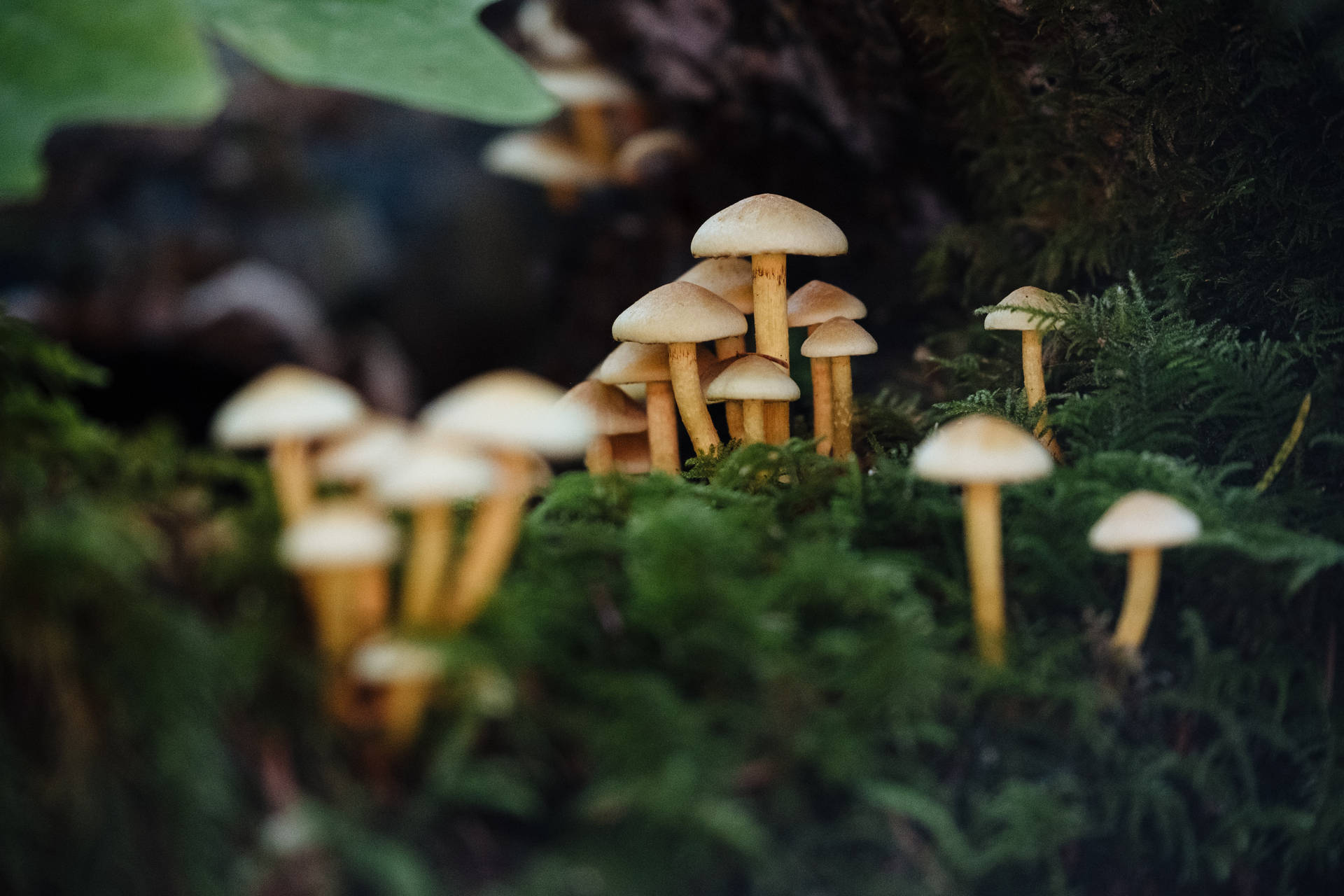 一簇生長在苔蘚森林地面的小蘑菇