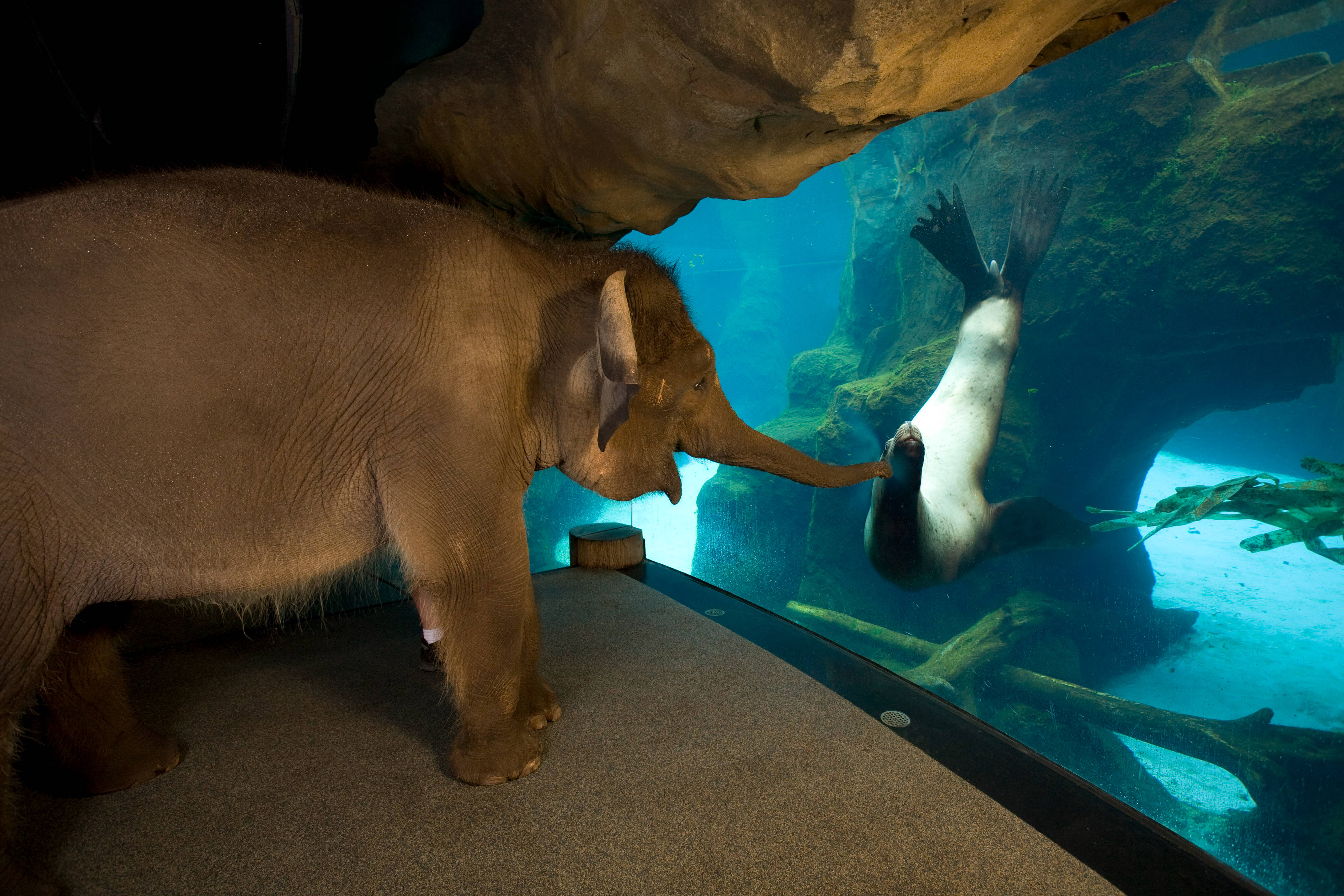 小象造訪水族館海獅 壁紙 — 一頭大象將象鼻伸向在玻璃圍封的水族館展覽中游泳的海豹。